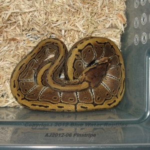 Juliets babies up for sale