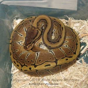 Juliets babies up for sale