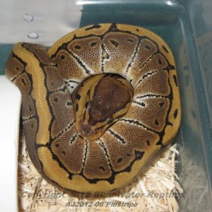 Juliets babies up for sale