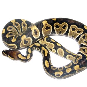 A few of my snakes