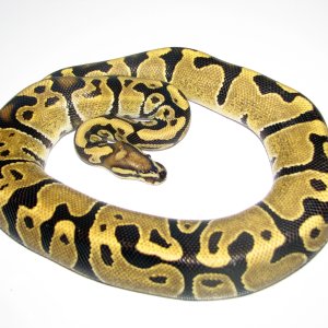 A few of my snakes