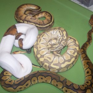 A few of my snakes