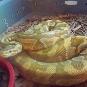 A few of my snakes