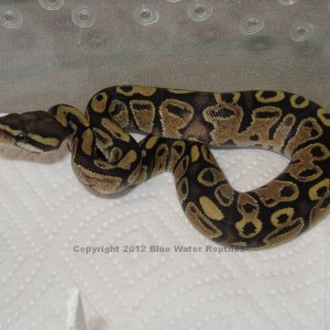 Possible Disco Female