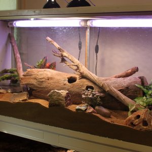 Bullsnake Enclosure