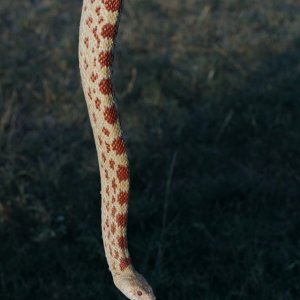 Red Albino girl
