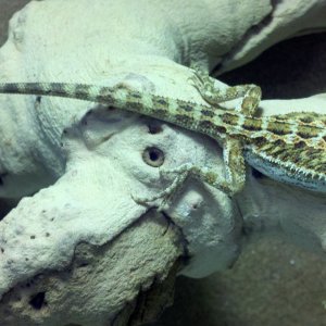 Bearded Dragon