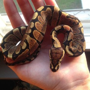 female_woma1