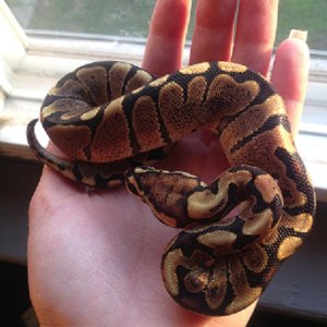 female_woma2