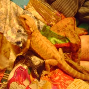 breeders_002