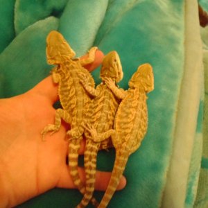 for_sale_dragons_001