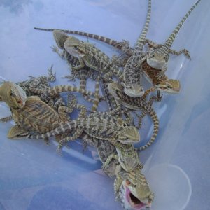 for_sale_dragons_004