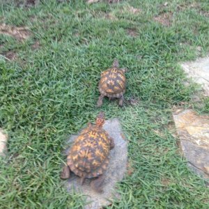 New Female and our Male-1