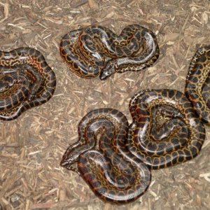 2011 yellow anacondas