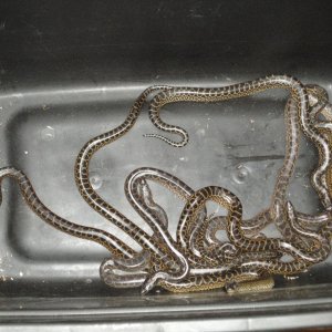 2011 yellow anacondas