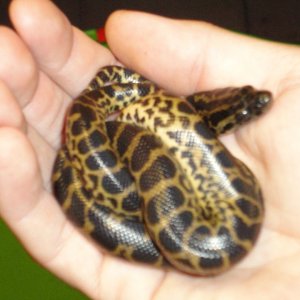 2011 yellow anacondas