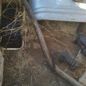 Outdoor Tegu Enclosure