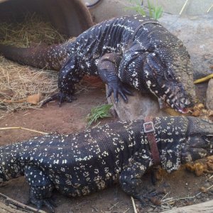 Black and White Tegus