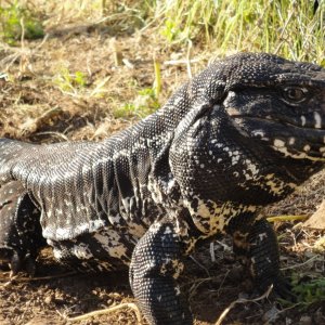 Male Tegu