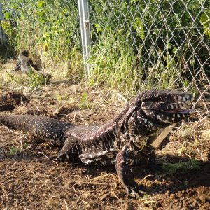 Black and White Tegus