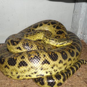 Tiny, oldest female yellow
