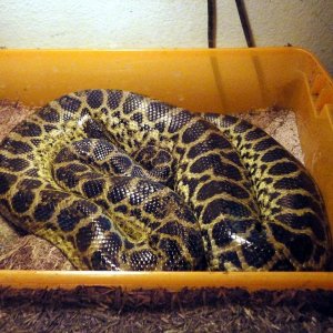 Miny, gravid 2011