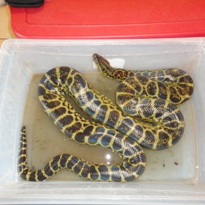 Jumbo, male