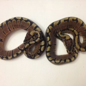 baby_womas