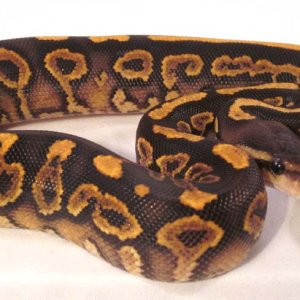 Barnhart Black Pastel YB