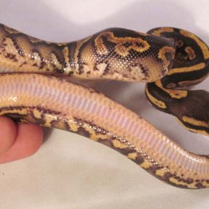 Barnhart Black Pastel YB Belly