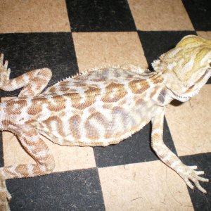 dragons