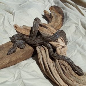 Tarahumara