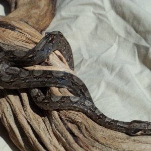 Tarahumara