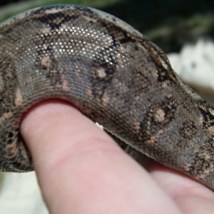 Tarahumara