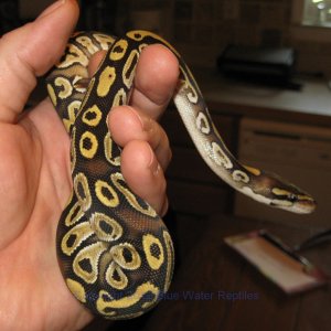 DB2012-06 Female Mojave