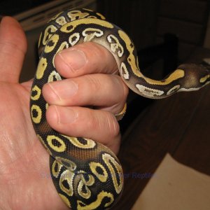 DB2012-06 Female Mojave
