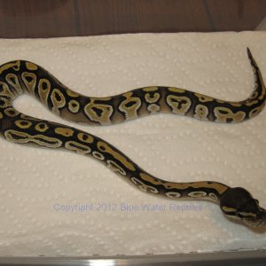 DB2012-06 Female Mojave