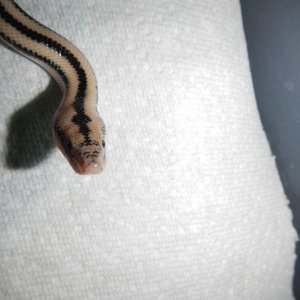 2012 Cabo female - close up