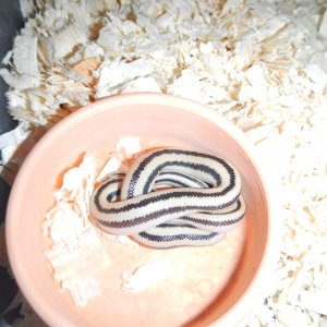 2012 Cabo female