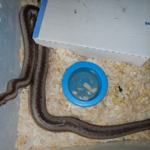2008 Harquahala Female