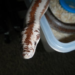 2008 Harquahala Female - close up