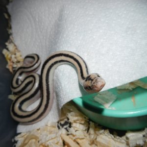 2012 Cabo female pic3