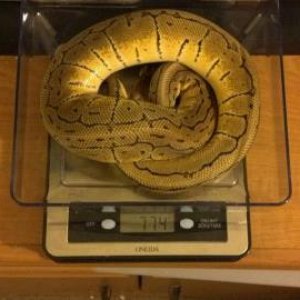 lemon_blast_weight