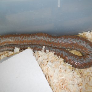 Yorba_female_09