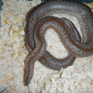 Yorba_female_10