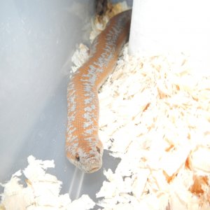 Yorba_female_head_09