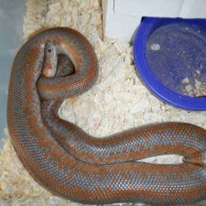 Yorba_male_05