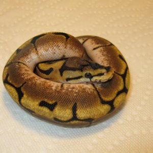 2012 Spider