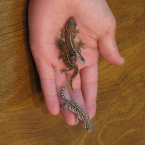 panther geckos
