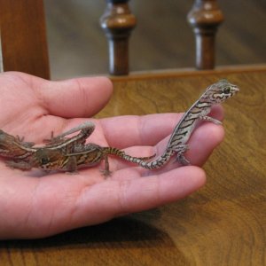 panther geckos